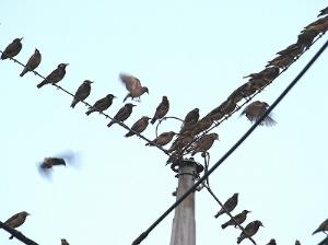 電線に止まるムクドリの写真